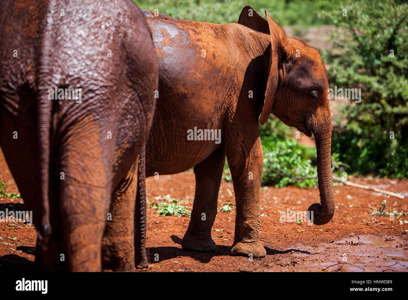 Giovani elefanti, Loxodonta africana, in Sheldrick's l'Orfanotrofio degli Elefanti, Nairobi parco giochi, Kenya Foto Stock