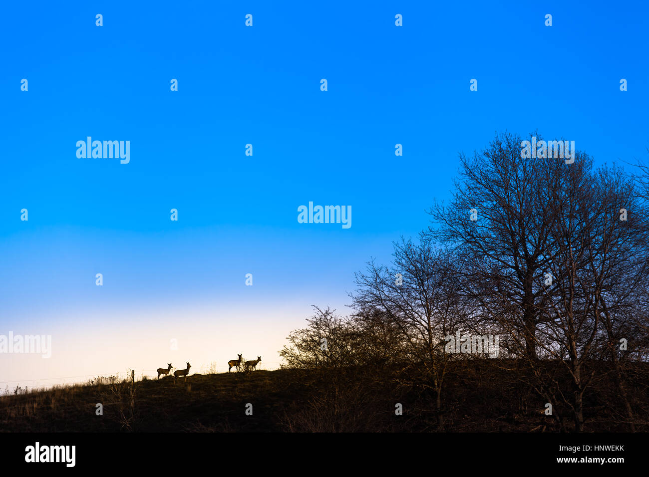 Gruppo di cervi al bordo della foresta visto da lontano come silhouette di fronte all orizzonte luminoso e blu cielo crepuscolo (copia spazio) Foto Stock