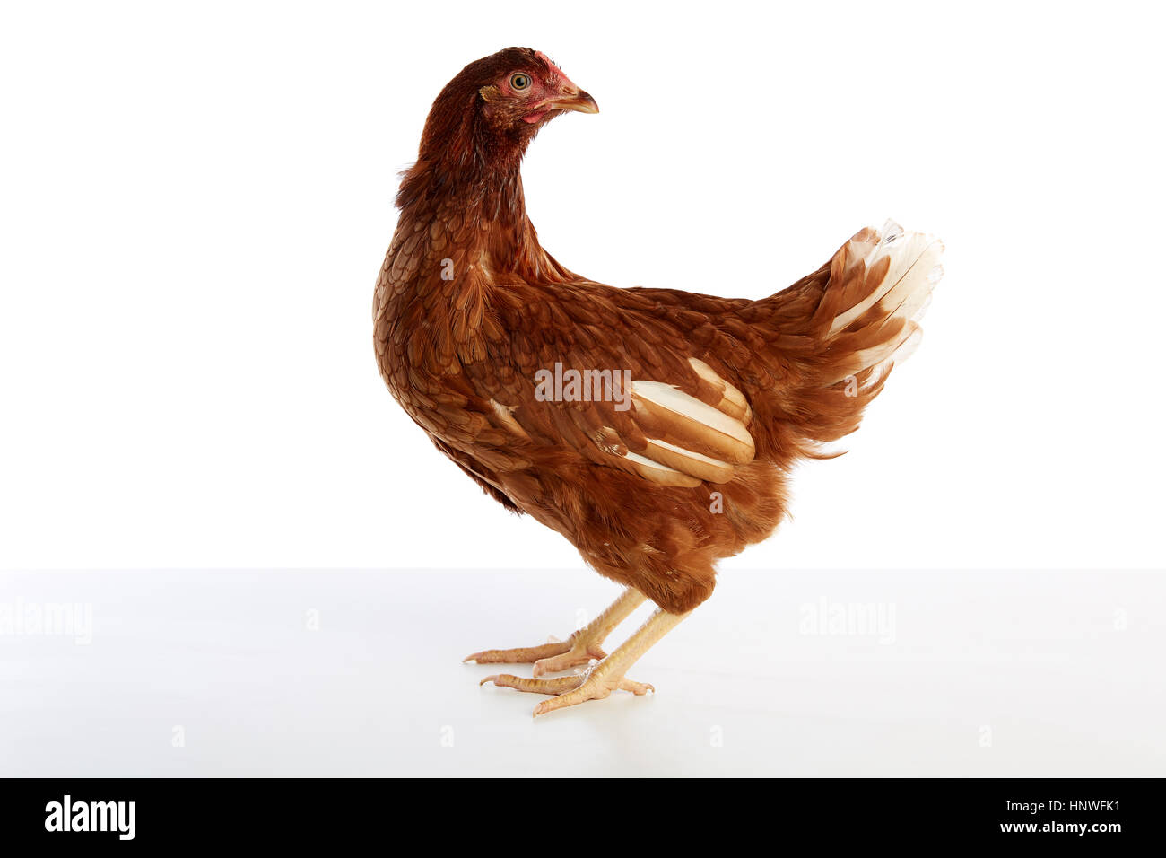 Brown Hen ibrido isolato su sfondo bianco Foto Stock