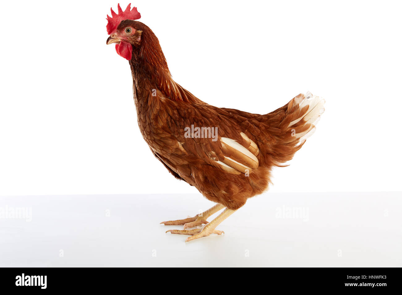 Brown Hen ibrido isolato su sfondo bianco Foto Stock