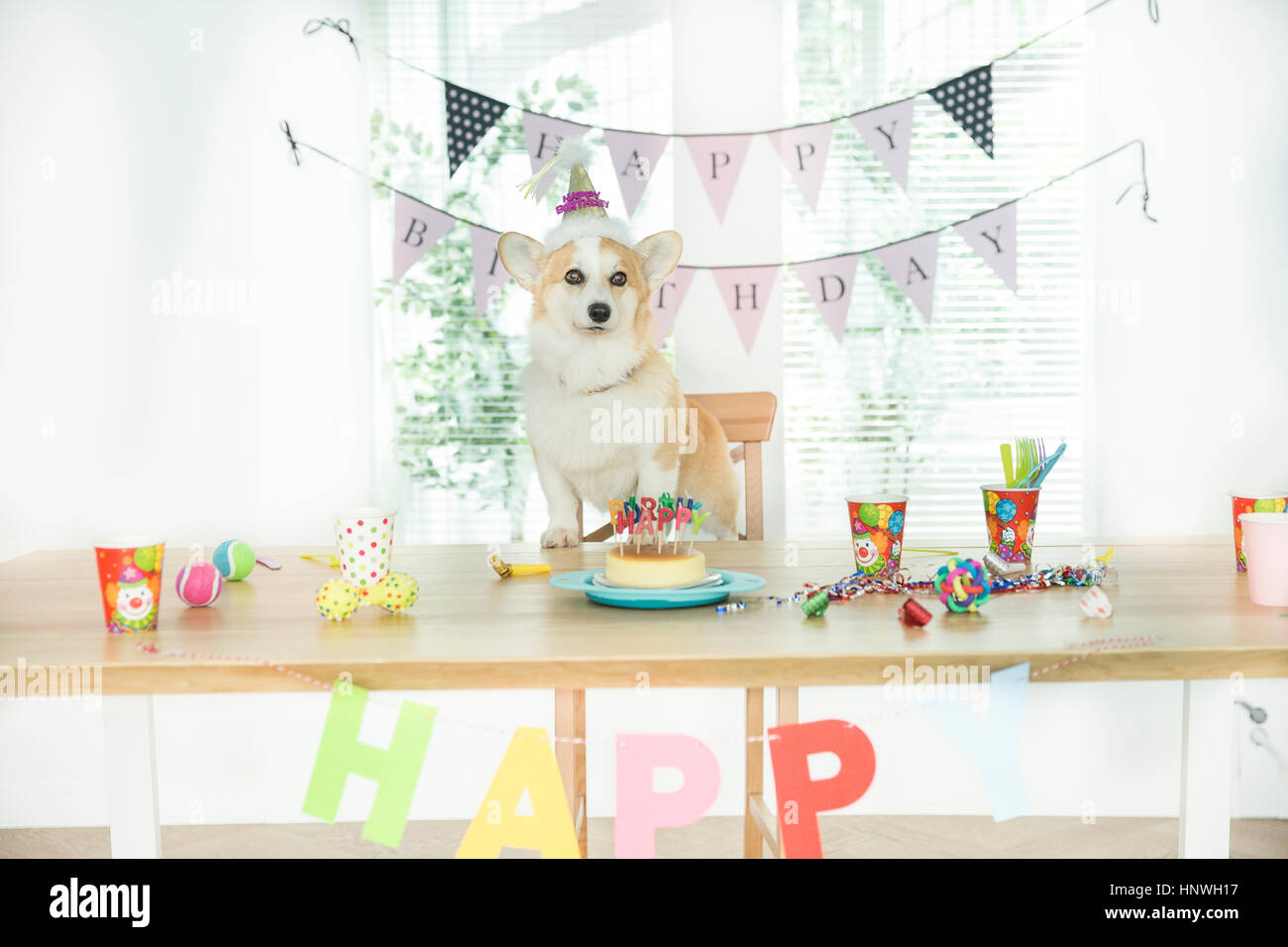 Festa di compleanno per cane Foto Stock