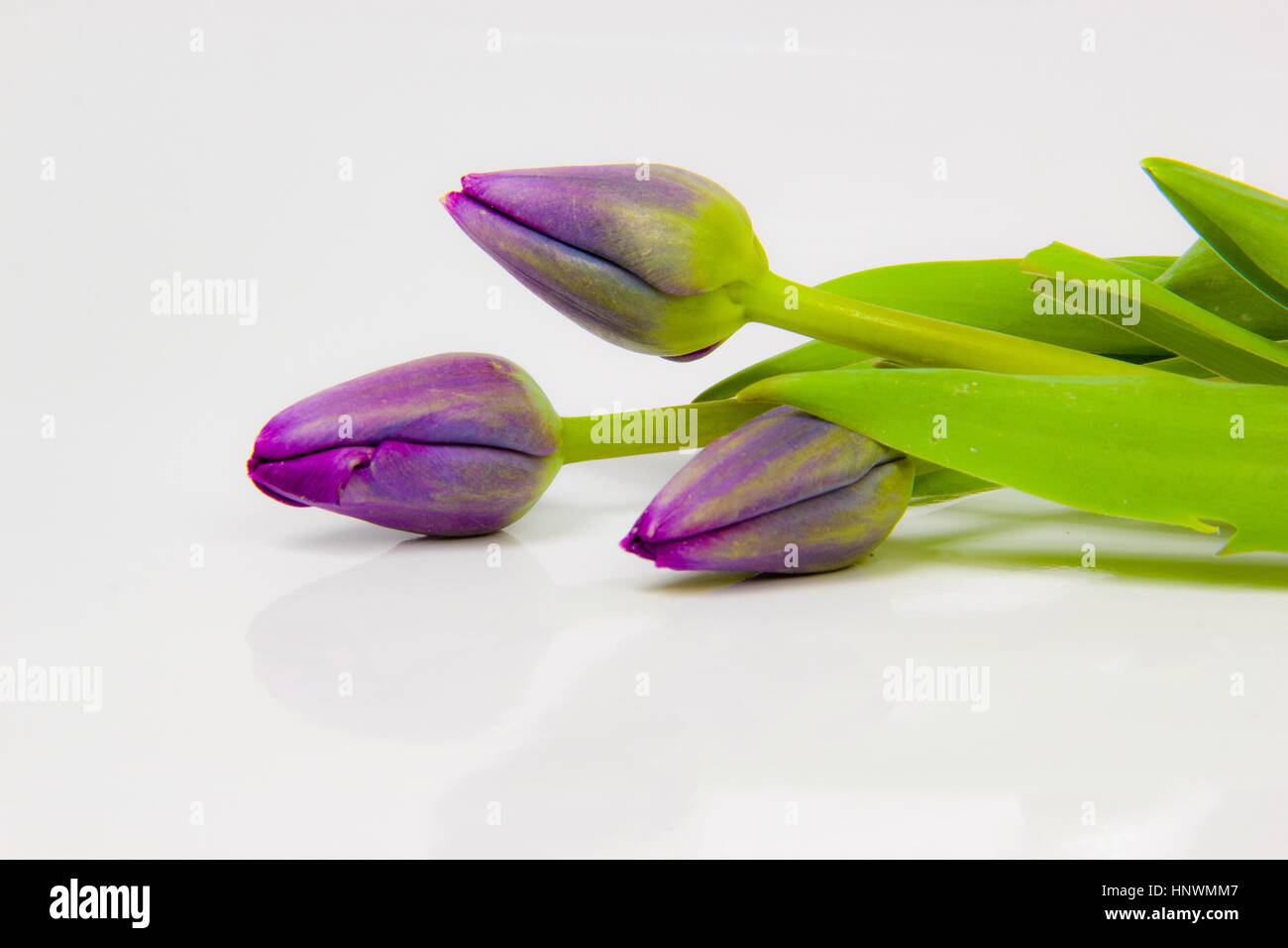 Tre tulipani viola Foto Stock