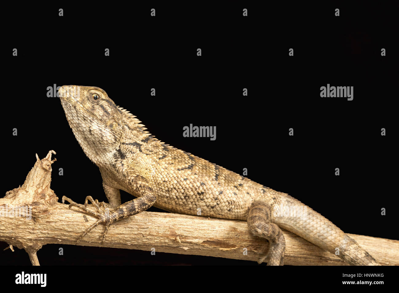 Giardino in comune una lucertola, Calotes versicolor, Chitrakoot, Chhattisharg. Drago lizard trovato ampiamente distribuito in Asia Foto Stock