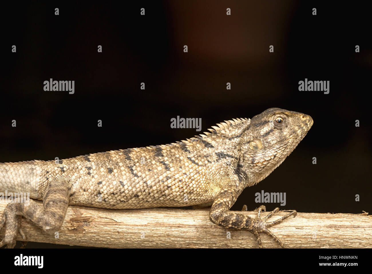 Giardino in comune lucertola, Calotes versicolor, Chitrakoot, Chhattisharg. Drago lizard trovato ampiamente distribuito in Asia Foto Stock