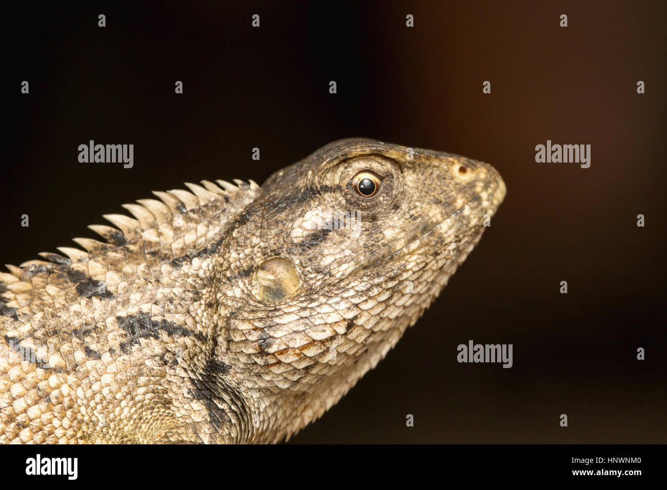 Giardino in comune lucertola, Calotes versicolor, Chitrakoot, Chhattisharg. Drago lizard trovato ampiamente distribuito in Asia Foto Stock