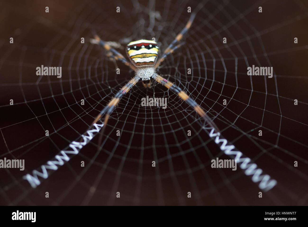 Firma spider, Argiope sp., Kanger Valley National Park, Chhattisgarh. Argiope include piuttosto grandi ragni che hanno spesso una sorprendentemente colorata Foto Stock