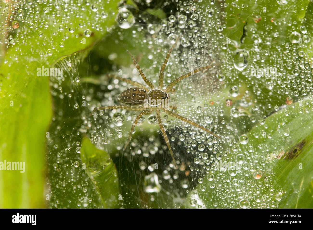 Imbuto spider web, Hippasa sp. Il Parco Nazionale di Sanjay Gandhi, Mumbai. Imbuto spider web fare un imbuto come web e sedersi alla fine del tubo sul web. Foto Stock