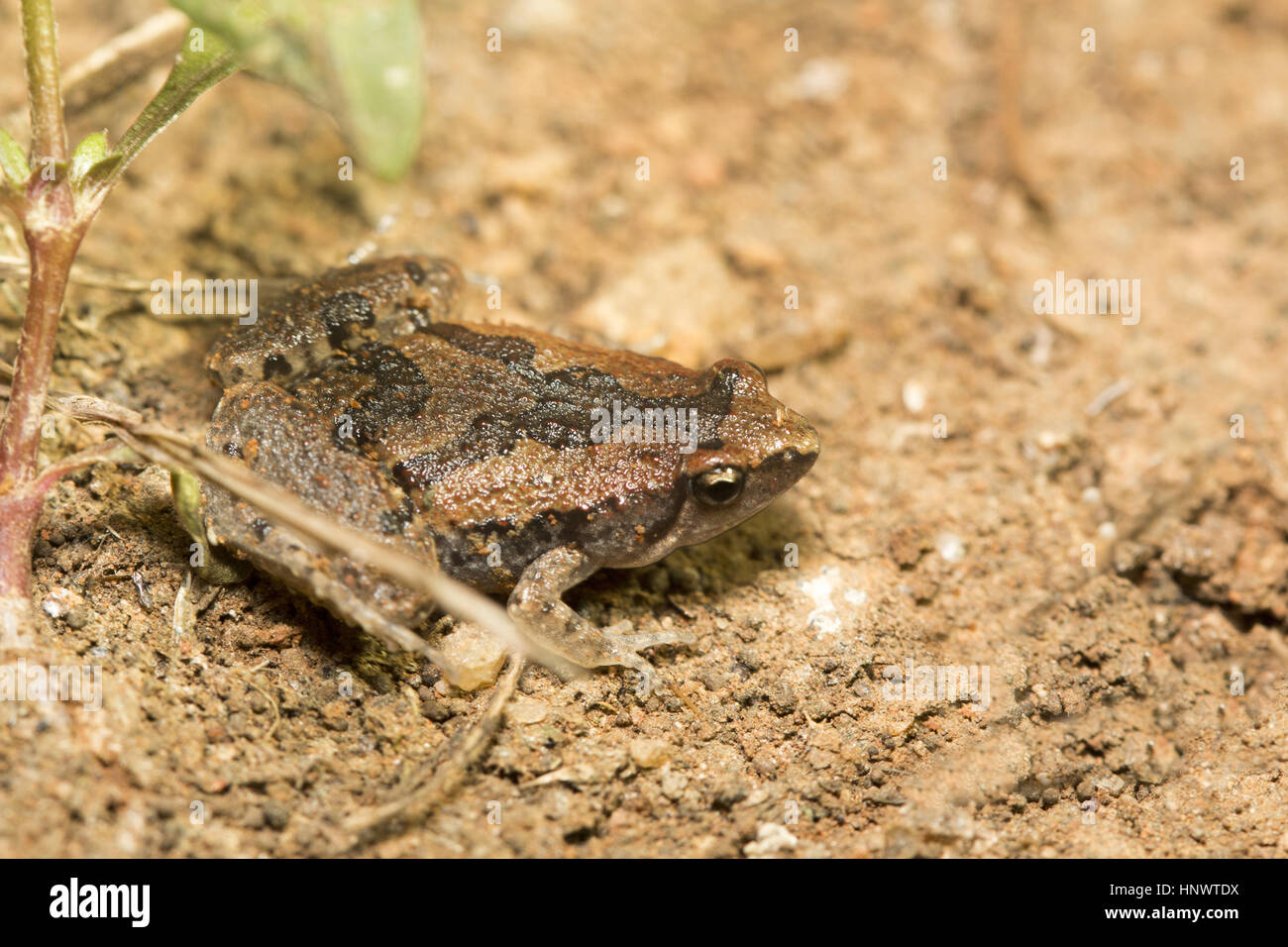 Rana Narrowmouthed, Microhyla sp., Barnawapara WLS, Chhattisgarh. Famiglia Microhylidae e consiste di un certo numero di diminutivo rane Foto Stock