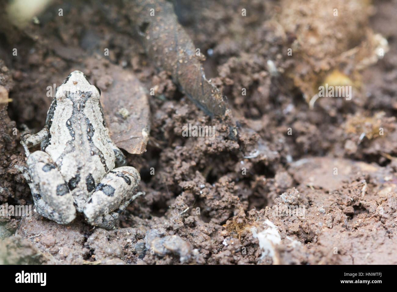 Rana Narrowmouthed, Microhyla sp., Barnawapara WLS, Chhattisgarh. Famiglia Microhylidae e consiste di un certo numero di diminutivo rane. Foto Stock