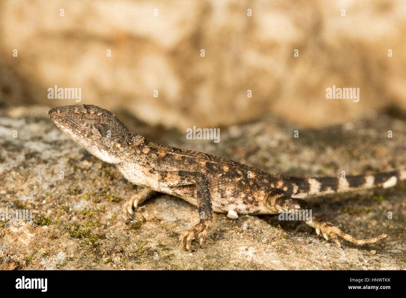 Ventilatore throated lizard, Sitana sp., Barnawapara WLS, Chhattisgarh. Ventilatore throated lucertole di piccole dimensioni drago lucertole. Di solito si trova in habitat aperto. Il Foto Stock