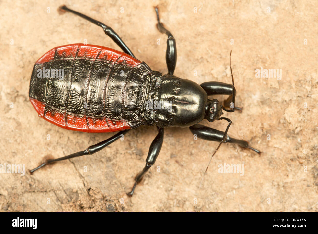 Beetle, Sitanadi WLS, Chhattisgarh. Foto Stock