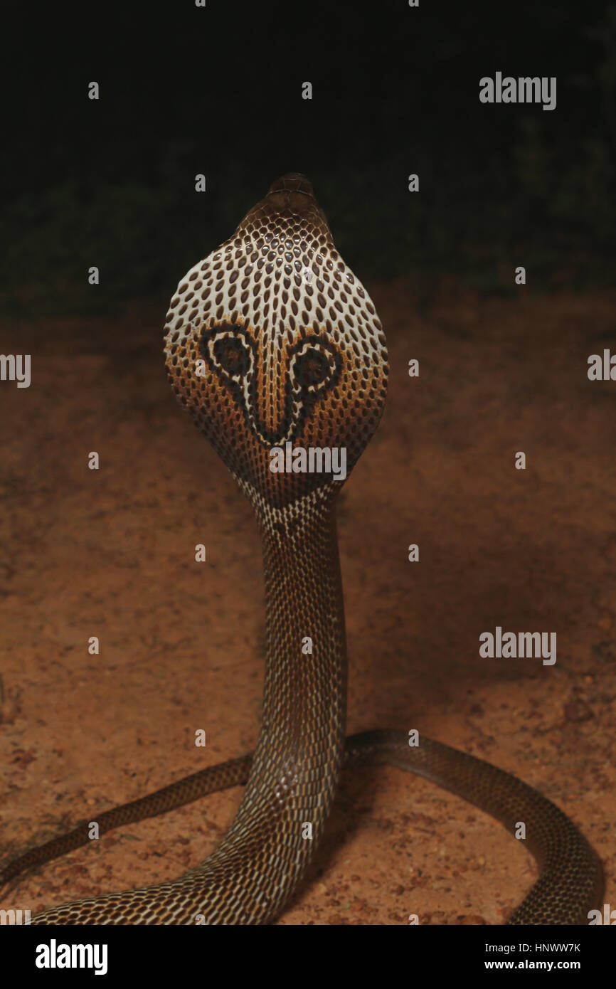 Spectacled cobra, Naja naja, Bangalore, Karnataka. Il cobra indiano è uno dei quattro grandi specie velenose che infliggono il la maggior parte dei morsi di serpente sugli esseri umani in Foto Stock