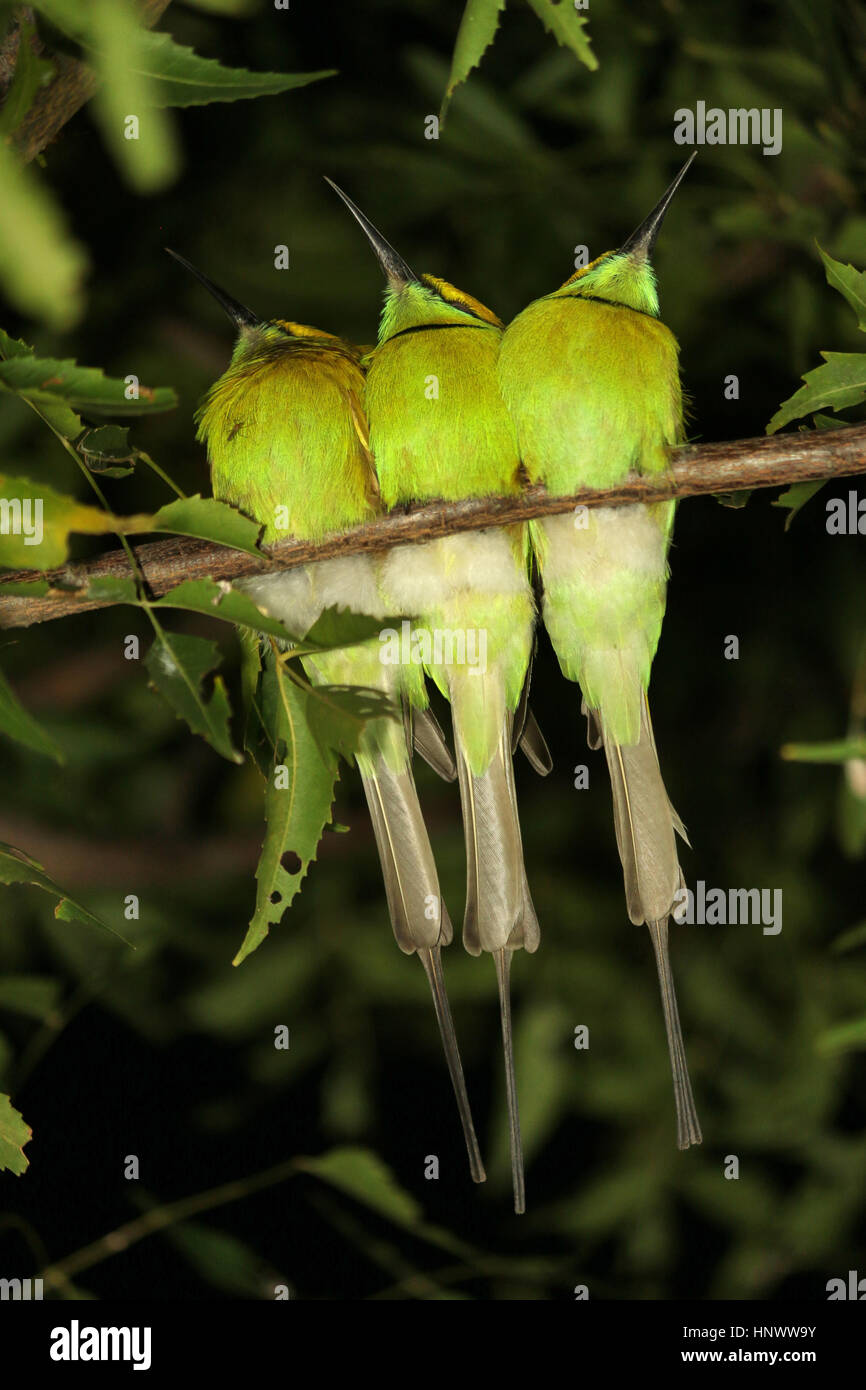 Green bee eater Merops orientalis, Bangalore, Karnataka. Foto Stock