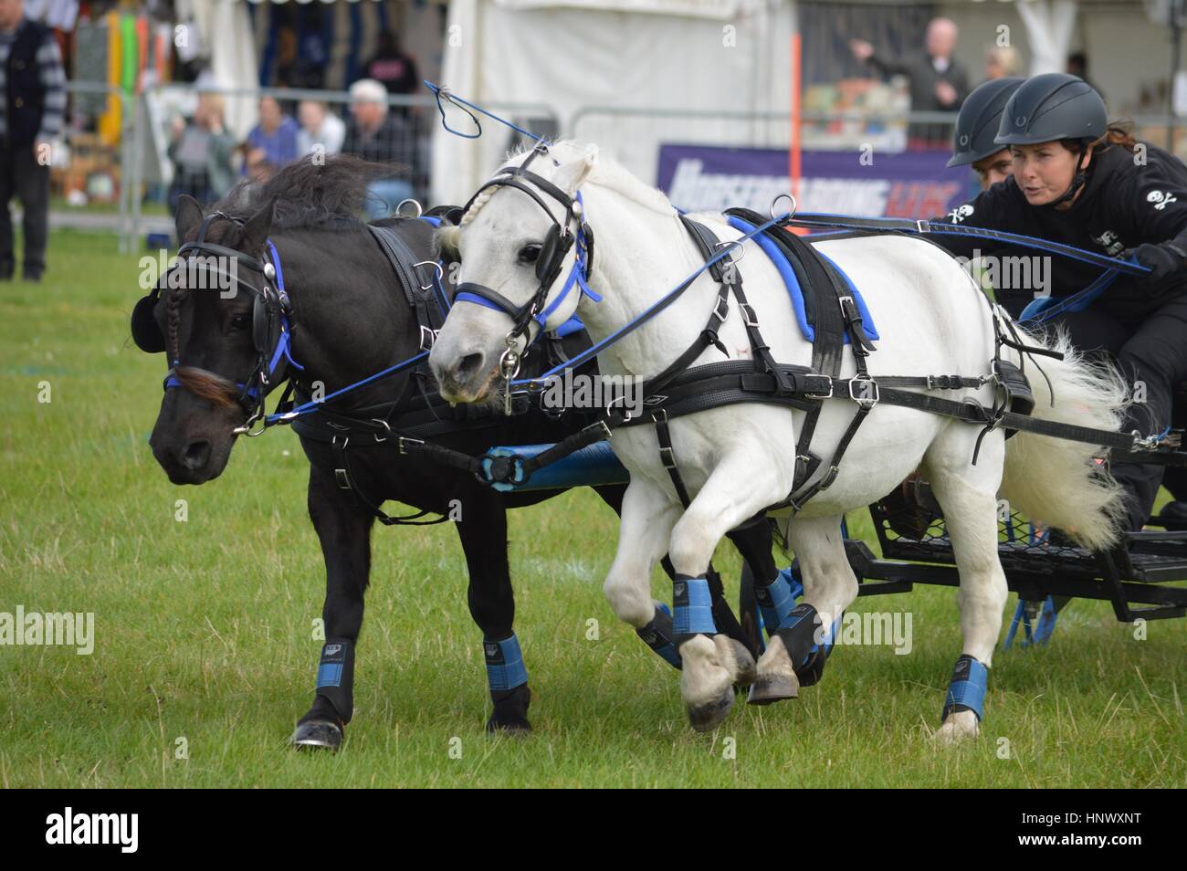 Due piccoli pony in un scurry scurry gara a un evento in Stoke on Trent Foto Stock