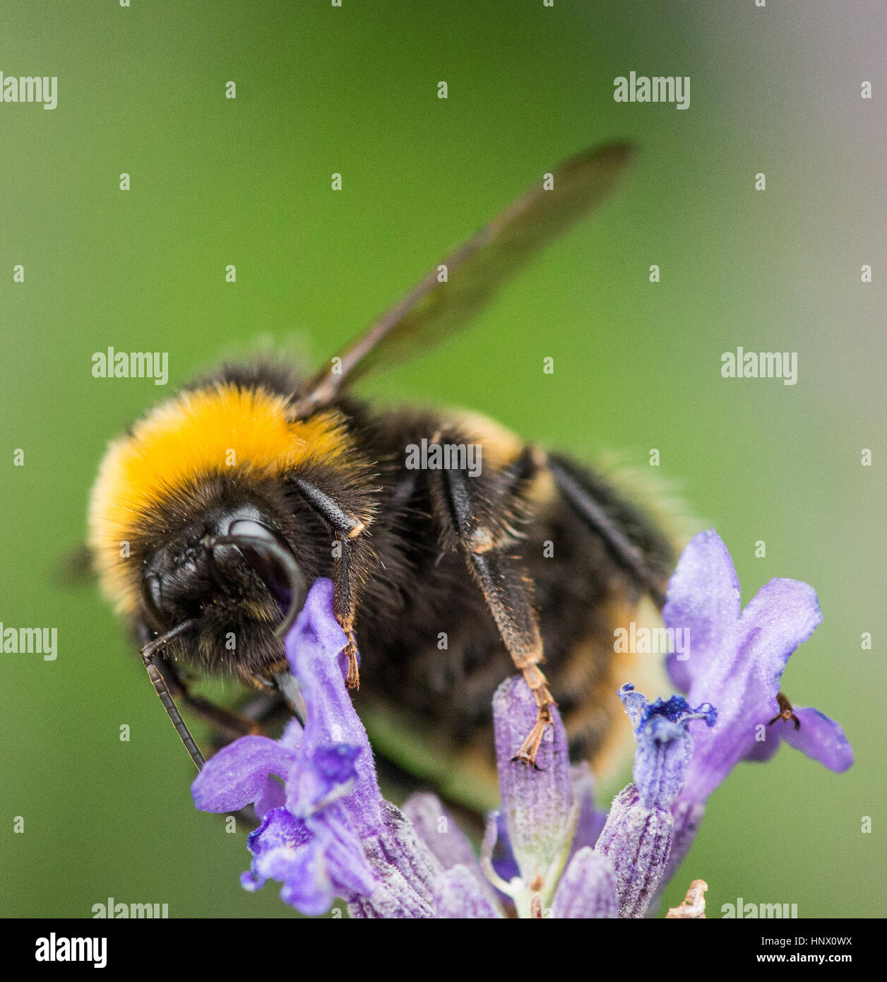 Bumble Bee per raccogliere il polline dal fiore giardino Foto Stock