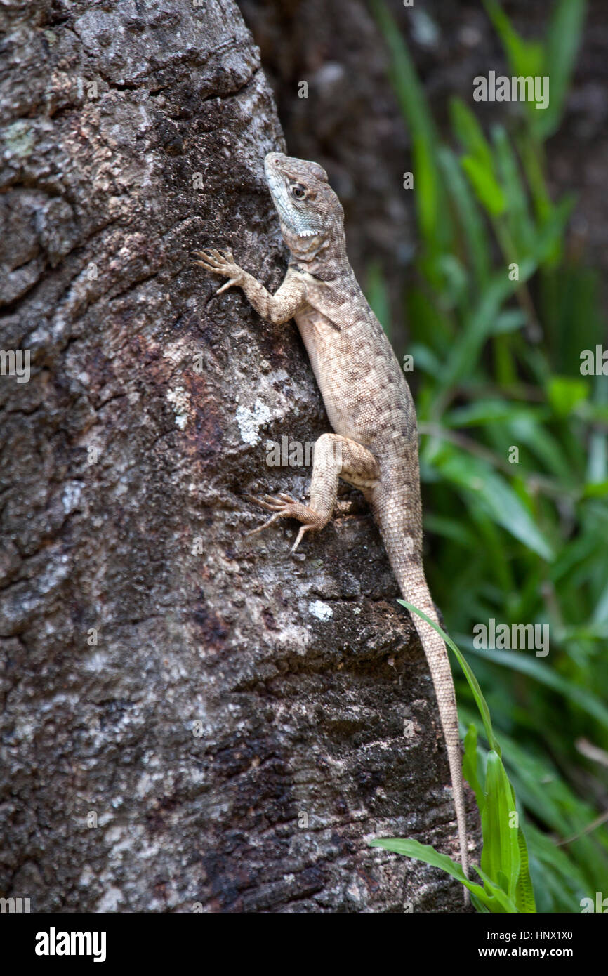 Orientale a collare spinoso lizard in bolo di albero in Brasile Foto Stock