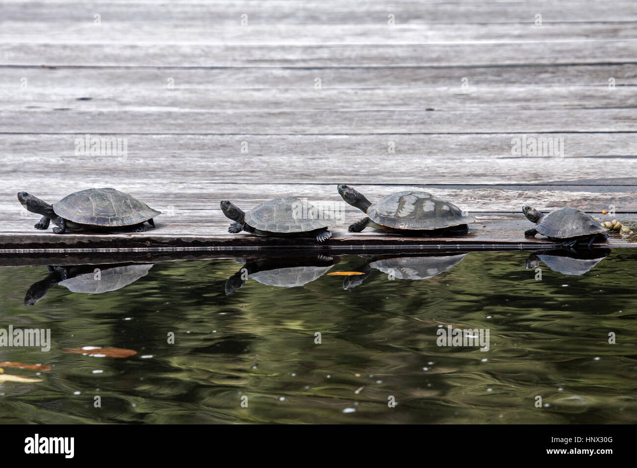 Giallo macchiato il fiume tartarughe crogiolarsi sul molo galleggiante in Brasile Foto Stock