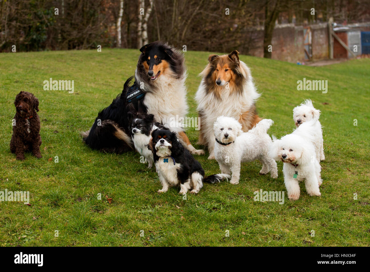 Diversi Mixed razze di cani divertirsi al di fuori di un parco di Dundee in Scozia, Regno Unito Foto Stock