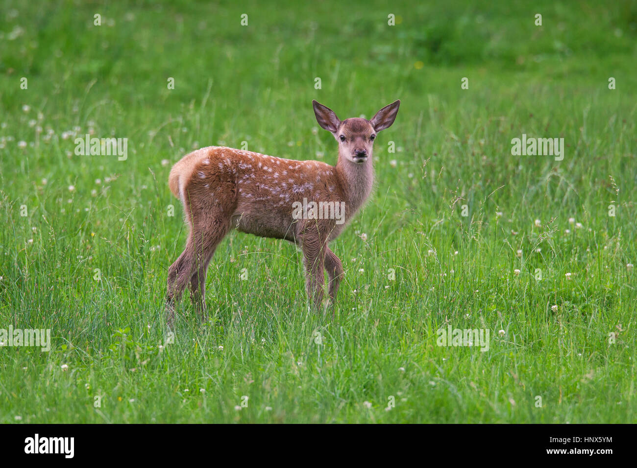 Il cervo (Cervus elaphus) fawn in pascoli in estate Foto Stock