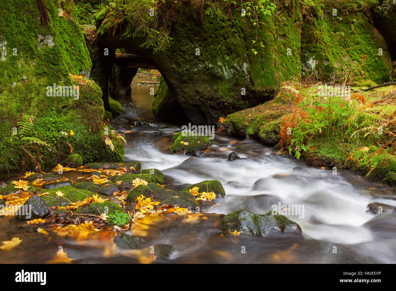Kirnitzsch / Kirnischt fiume affluente del fiume Elba che scorre attraverso la valle di Khaa / Khaatal / Kyjovske údoli, della Svizzera boema National Pa Foto Stock
