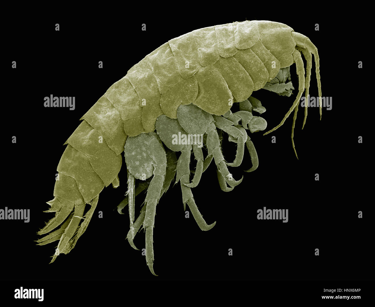 Micrografia al microscopio elettronico a scansione di un laghetto di acqua dolce amphipod Hyalella (sp) Foto Stock