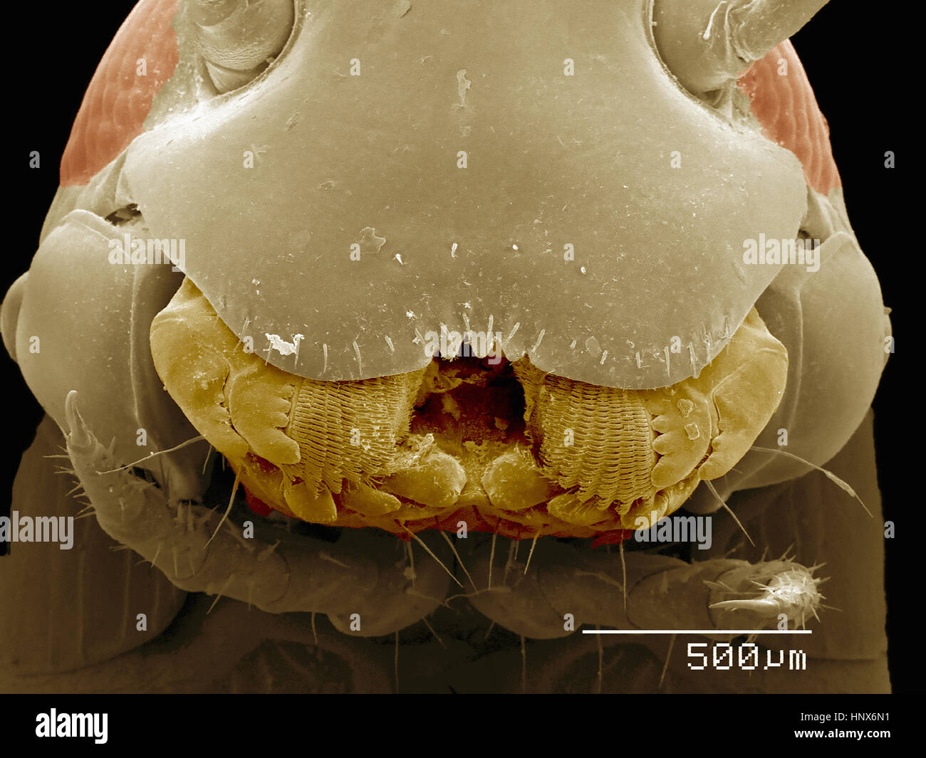 Micrografia al microscopio elettronico a scansione di un maschio di  millepiedi (Diplopoda Foto stock - Alamy