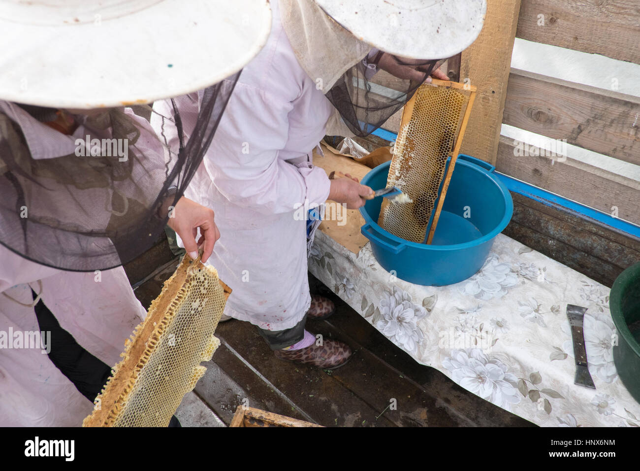 Due donne gli apicoltori raschiando il miele dal favo di miele in rifugio Foto Stock