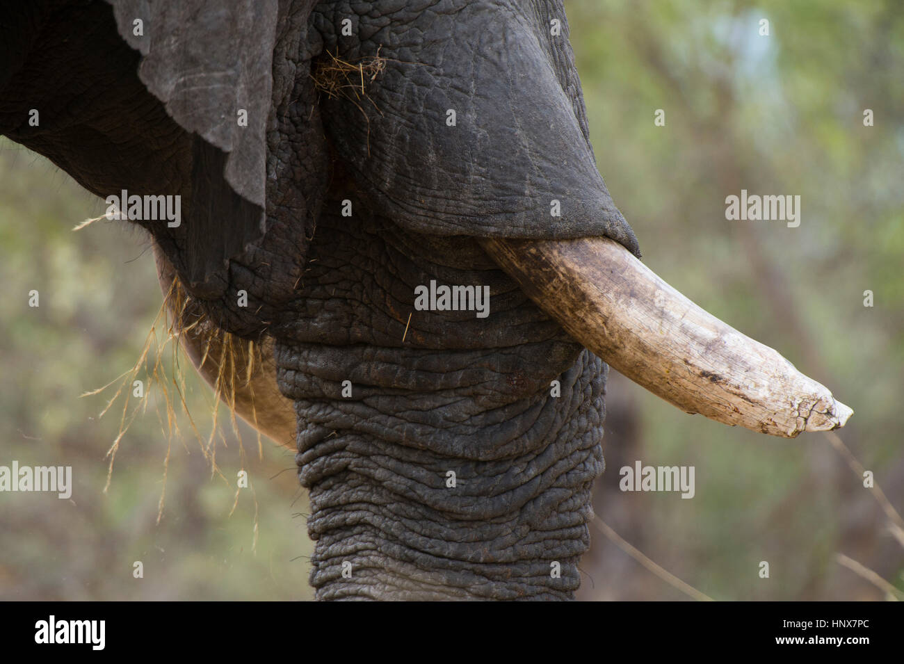 Dettaglio della zanna di un elefante africano (Loxodonta africana), Savuti marsh, Chobe National Park, Botswana Foto Stock