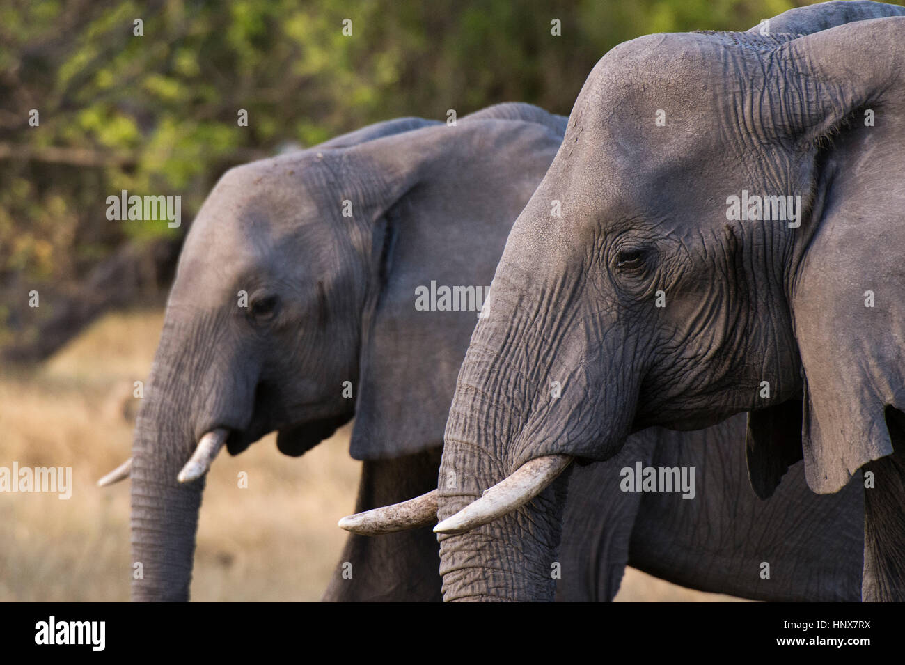 Due elefanti (Loxodonta africana) affiancati, Khwai concessione, Okavango Delta, Botswana Foto Stock
