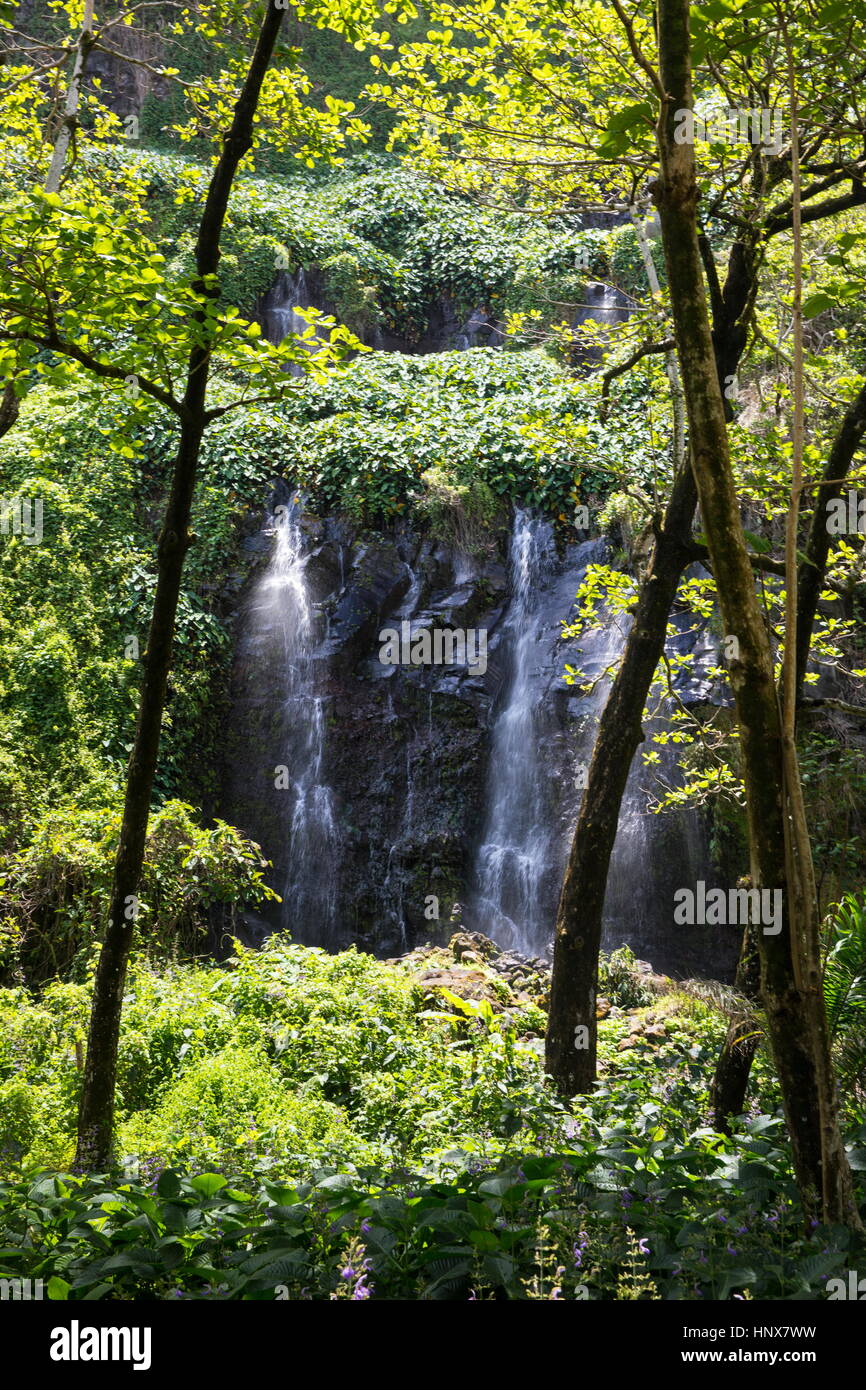 La foresta pluviale una cascata che scorre sulla faccia di roccia, Isola di Reunion Foto Stock
