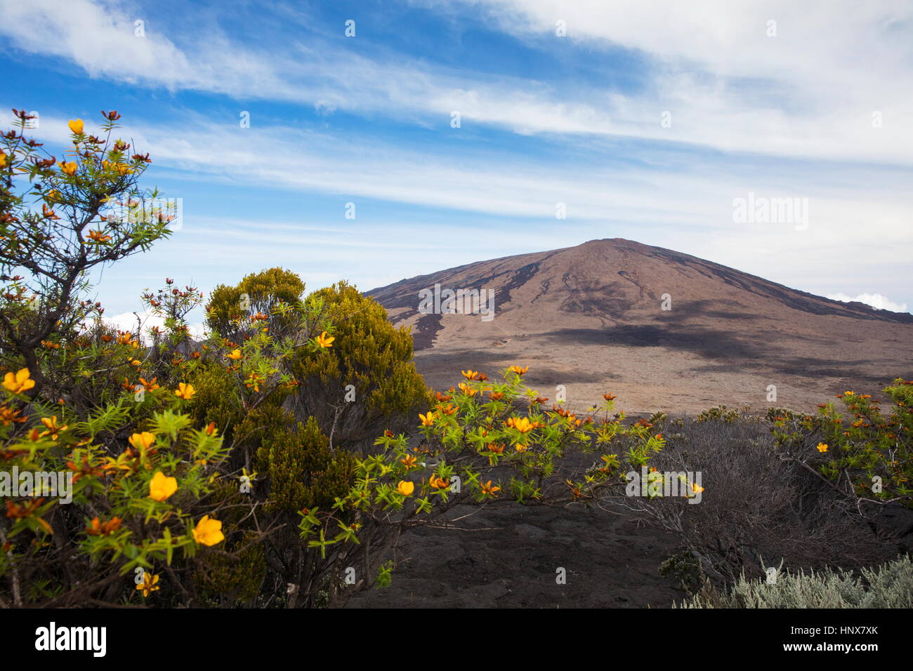 Paesaggio vulcanico con il giallo dei fiori di arbusti e Piton de la Fournaise, Isola di Reunion Foto Stock