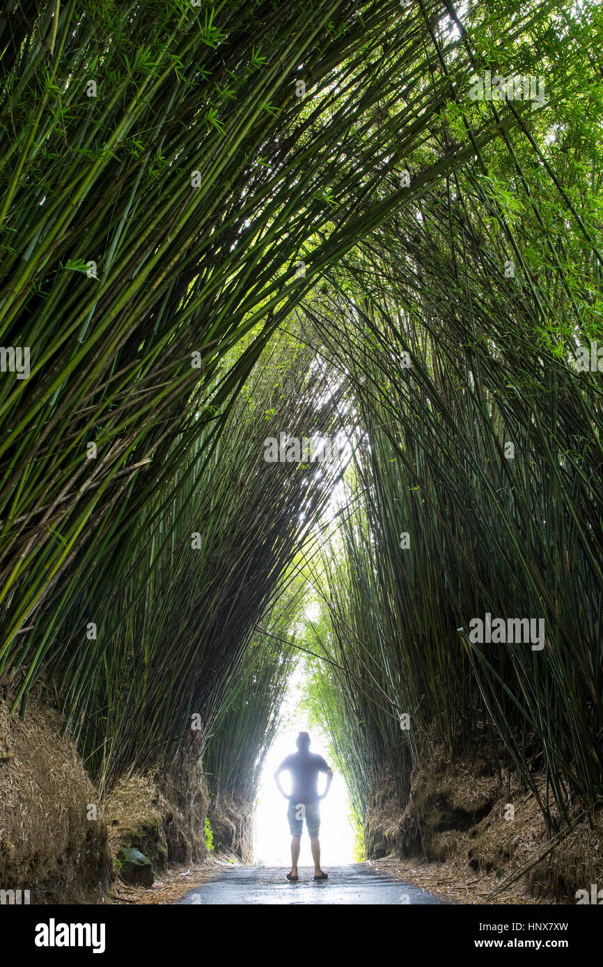 Tall bamboo plants immagini e fotografie stock ad alta risoluzione - Alamy