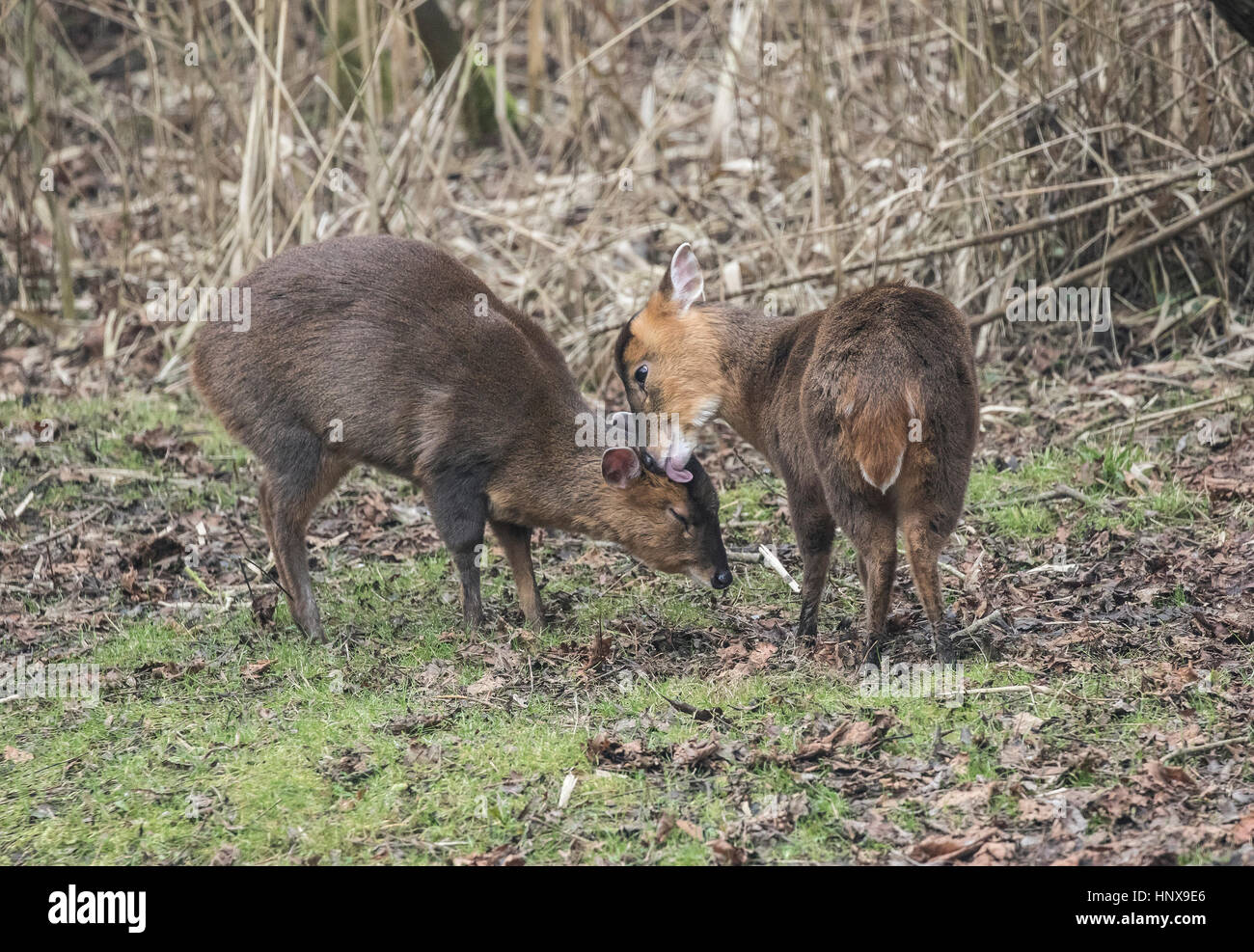 Coppia di muntjacs Muntiacuc reeves ho chiamato anche Barking deer pulisce ogni altro in una radura del bosco in Oxfordshire Foto Stock