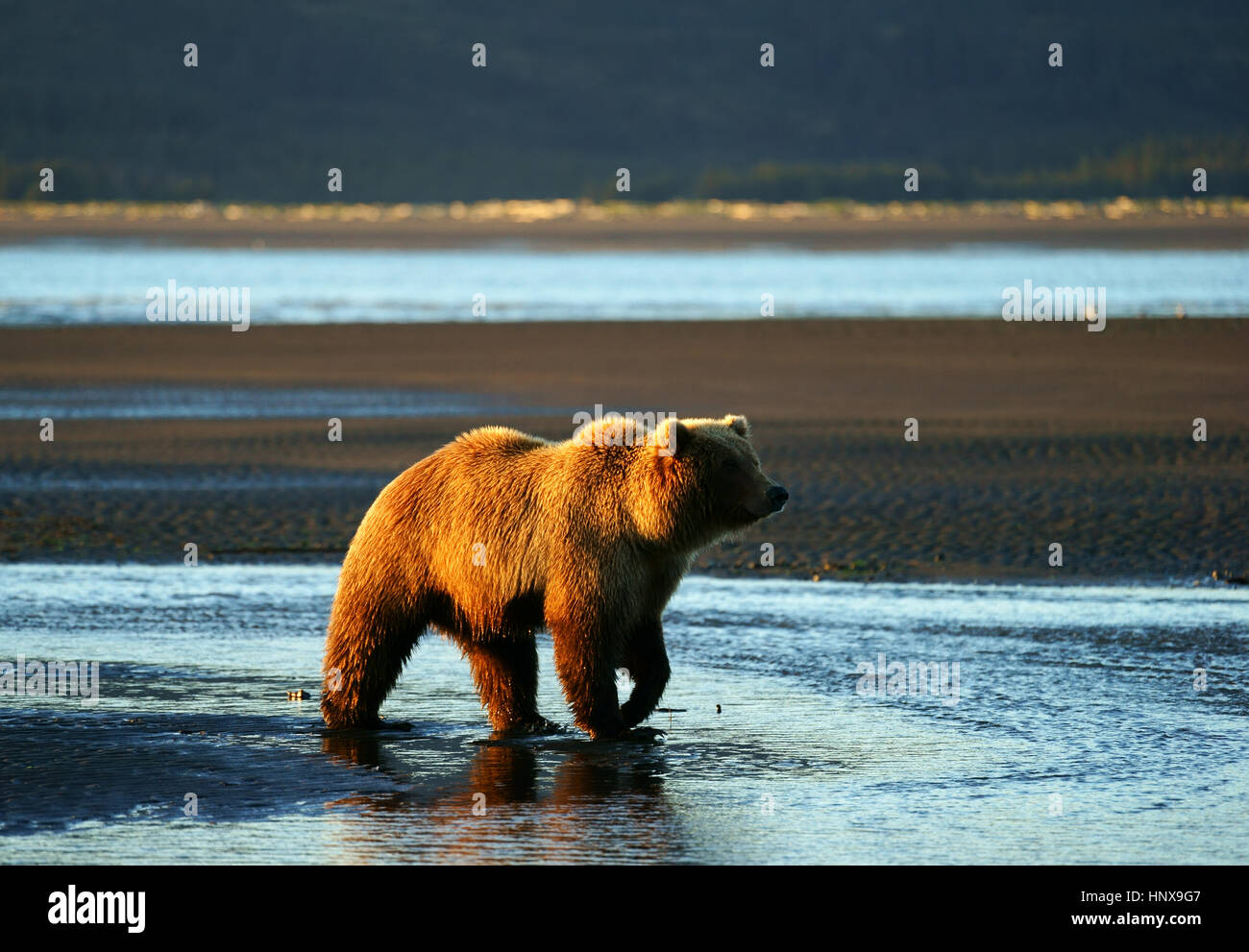 L'orso bruno (Ursus arctos) camminando sulla marea di declino spiaggia presso sunrise, Hallo Bay, Katmai National Park, Alaska Foto Stock