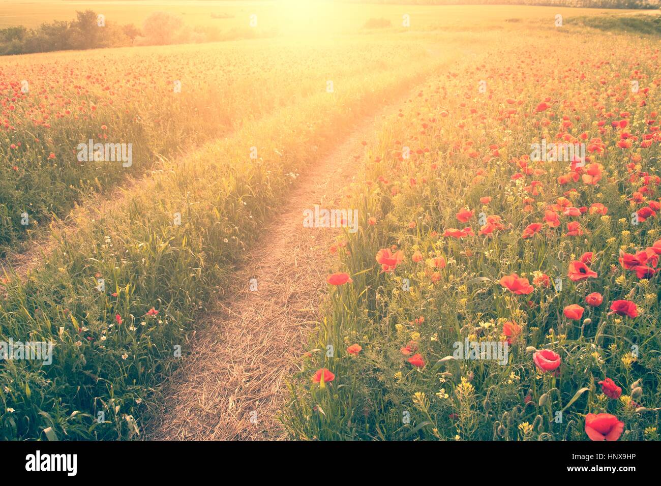 Campo di papavero in sunset Foto Stock
