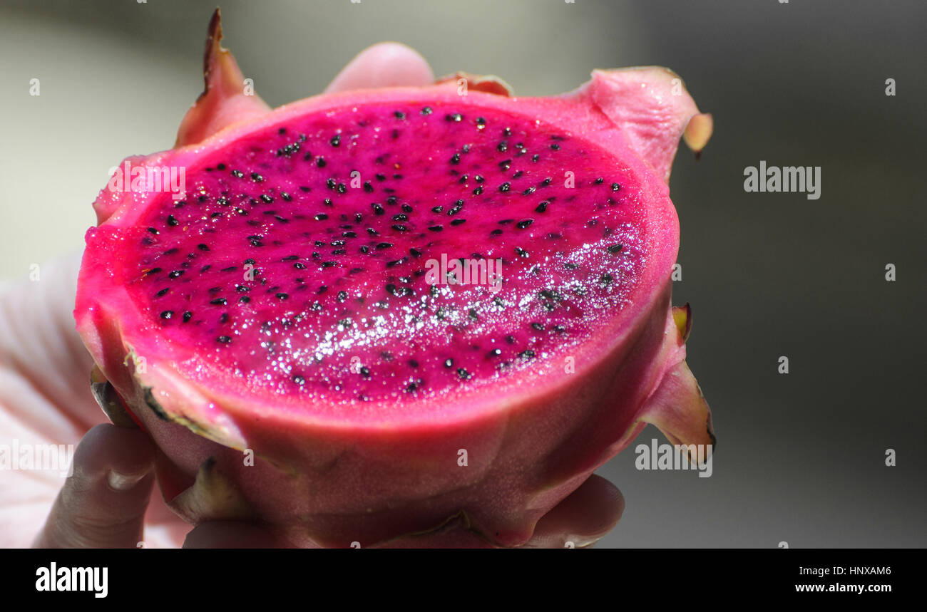 Mano che tiene una rosa Pitaya frutta, noto anche come frutto del drago.  Frutta con le squame esterne e la succosa, rosy interno con semi neri Foto  stock - Alamy