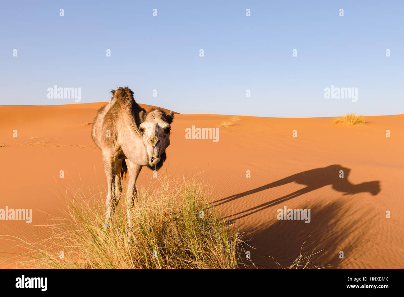 Camel guarda la fotocamera, Marocco Foto Stock