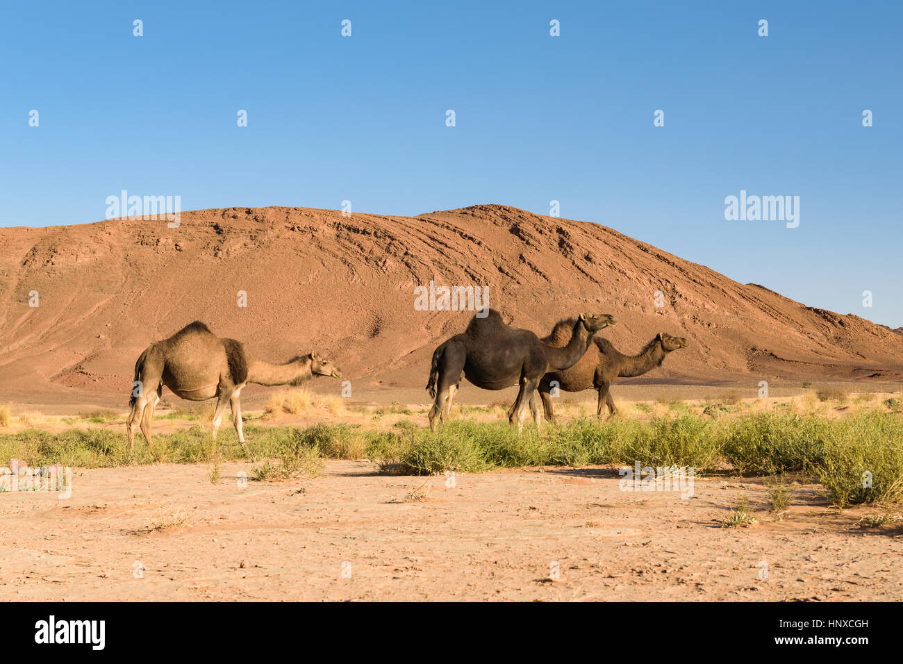 Tre Arabian cammello, Camelus dromedarius, Marocco Foto Stock
