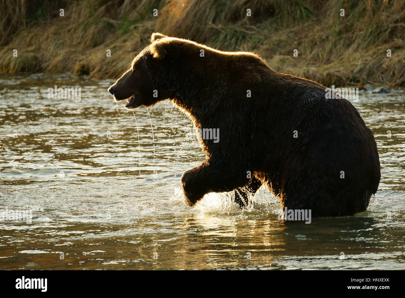 Orso bruno (Ursus arctos) in fiume pronto a saltare dopo salm, on, Katmai National Park costa, Alaskalotscher Foto Stock