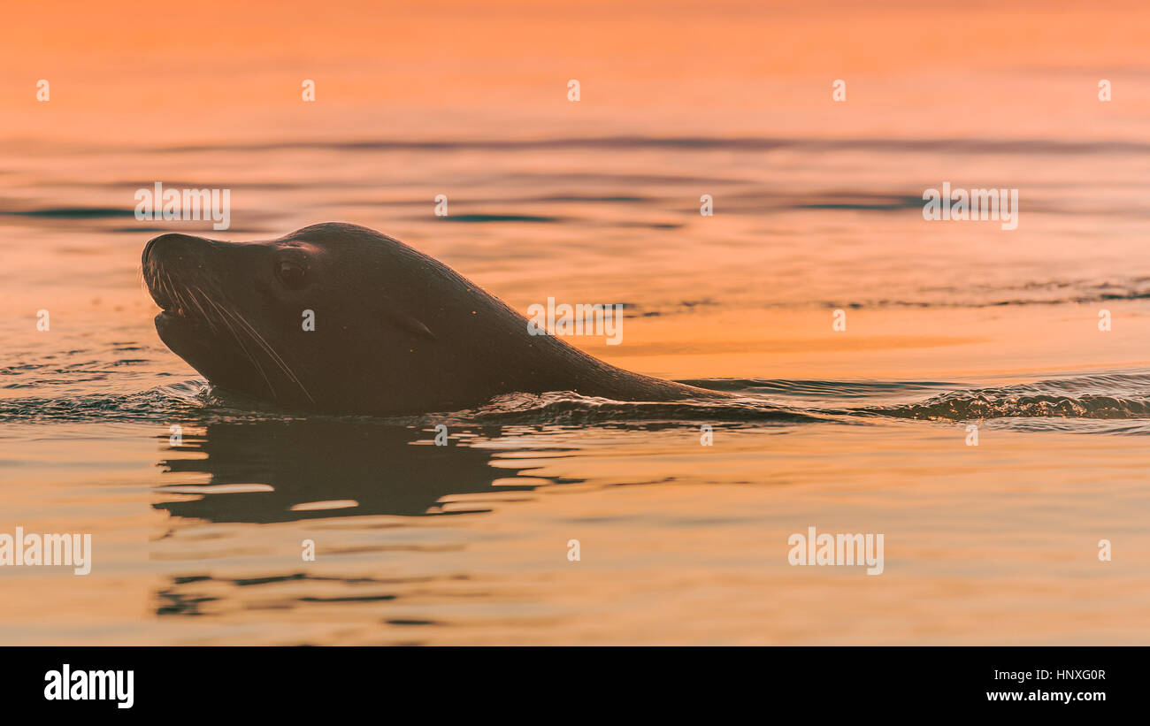 Sea Lion nuoto in acque al tramonto Foto Stock