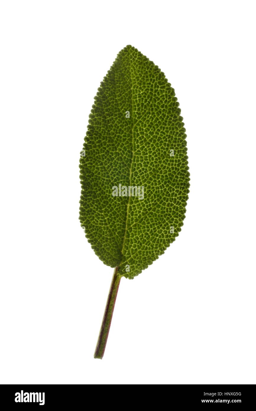 Macro di una foglia di salvia che mostra complessa struttura in dettaglio. Foto Stock