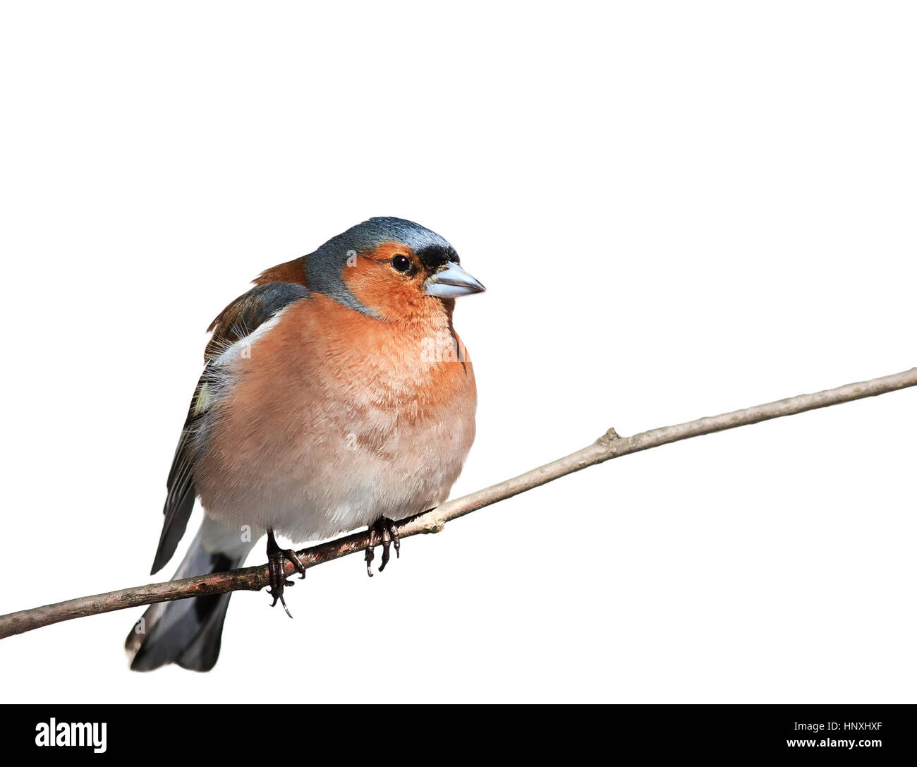 Bird fringuello seduti al Parco su un ramo in bianco sullo sfondo isolato Foto Stock