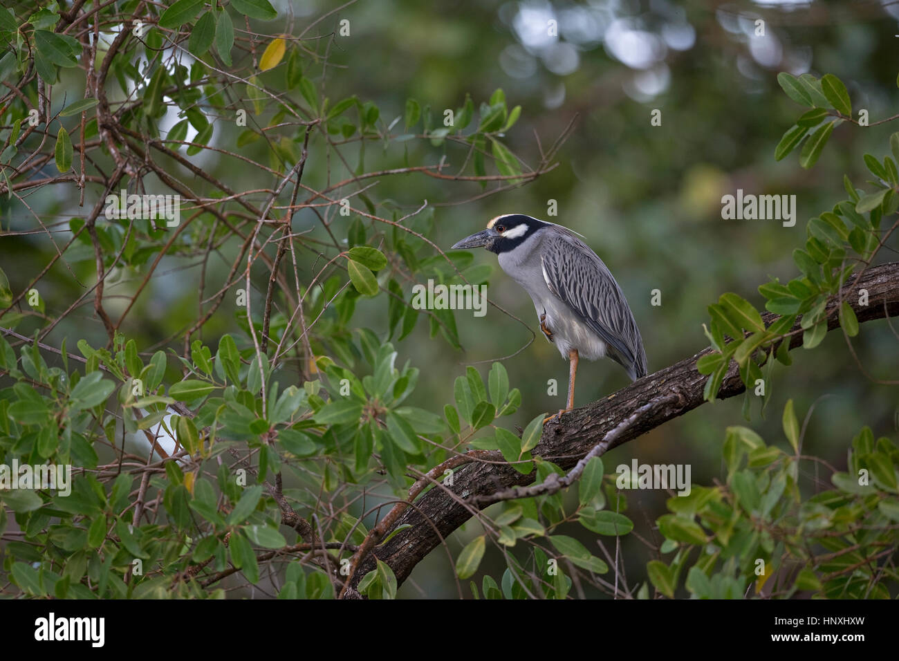 Giallo-coronata di notte-heron (Nyctanassa violacea) Trinidad & Tobago TT Febbraio 2017 Foto Stock