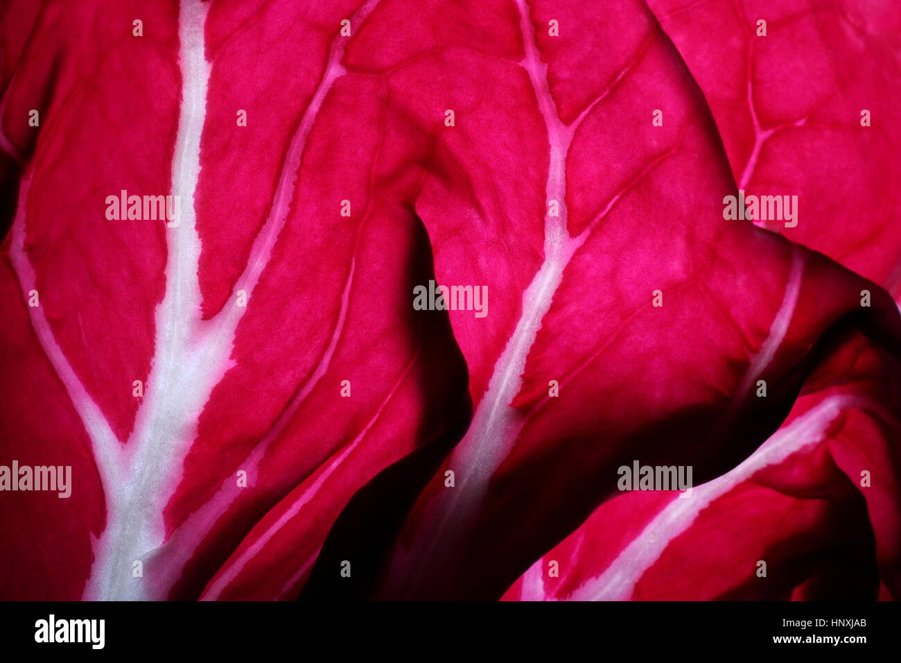 Close-up dettaglio di una foglia di Radicchio noto anche come cicoria a foglia. Foto Stock