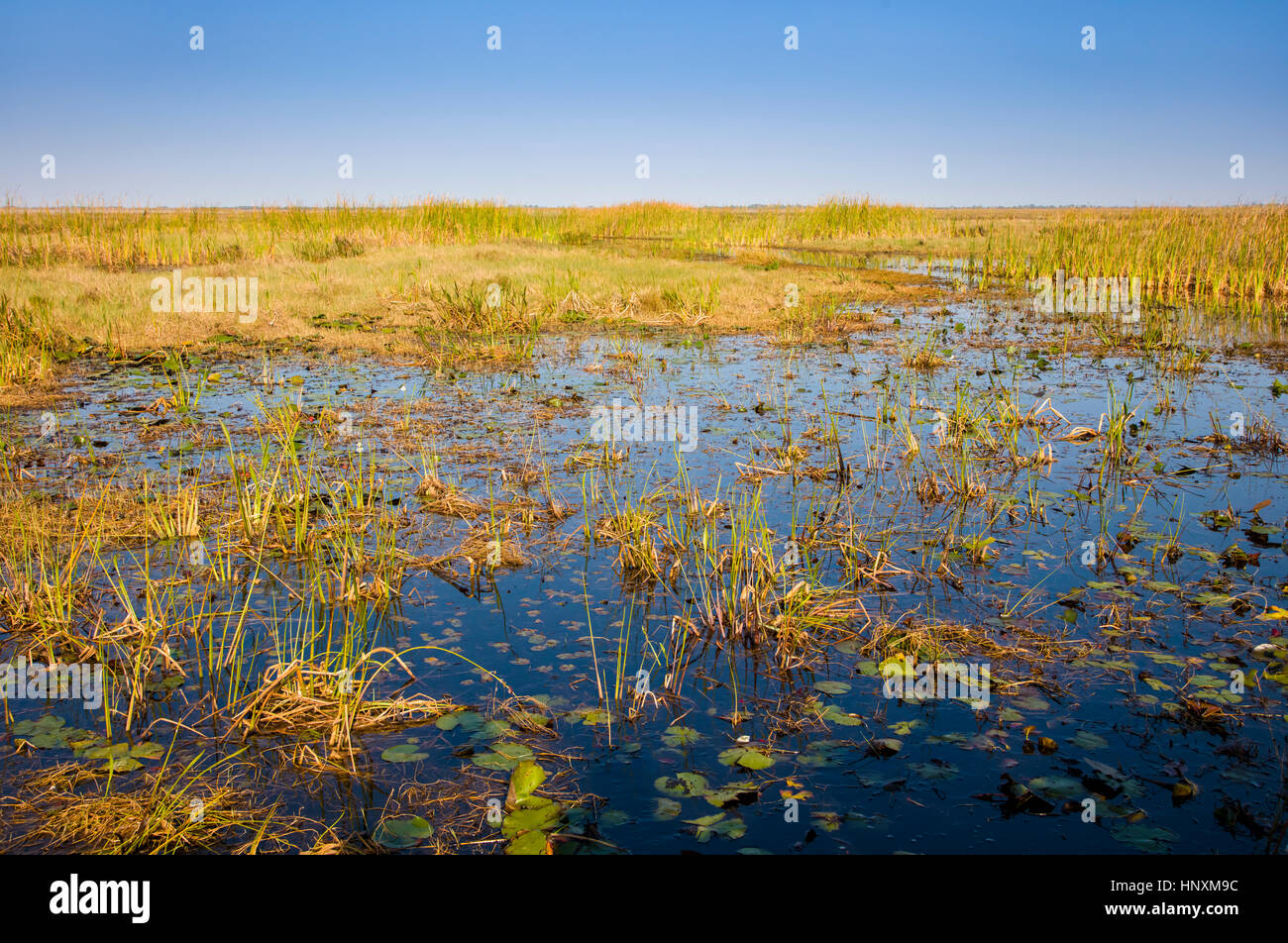 Terra di palude presso il lago Okeechobee nella Florida Centrale Foto Stock