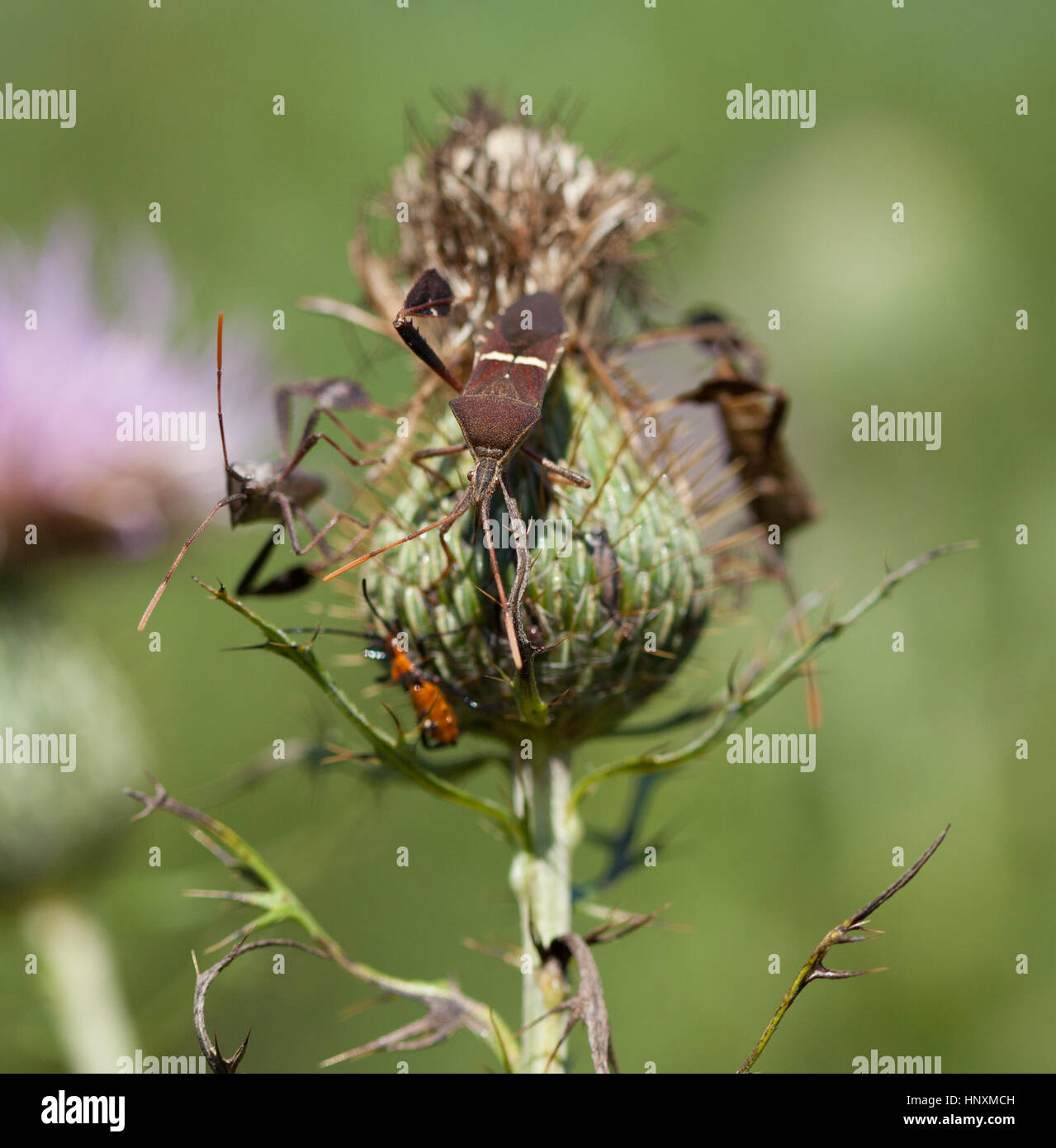 Leaf-Footed orientale Bug (Leptoglossus phyllopus) su thistle Foto Stock