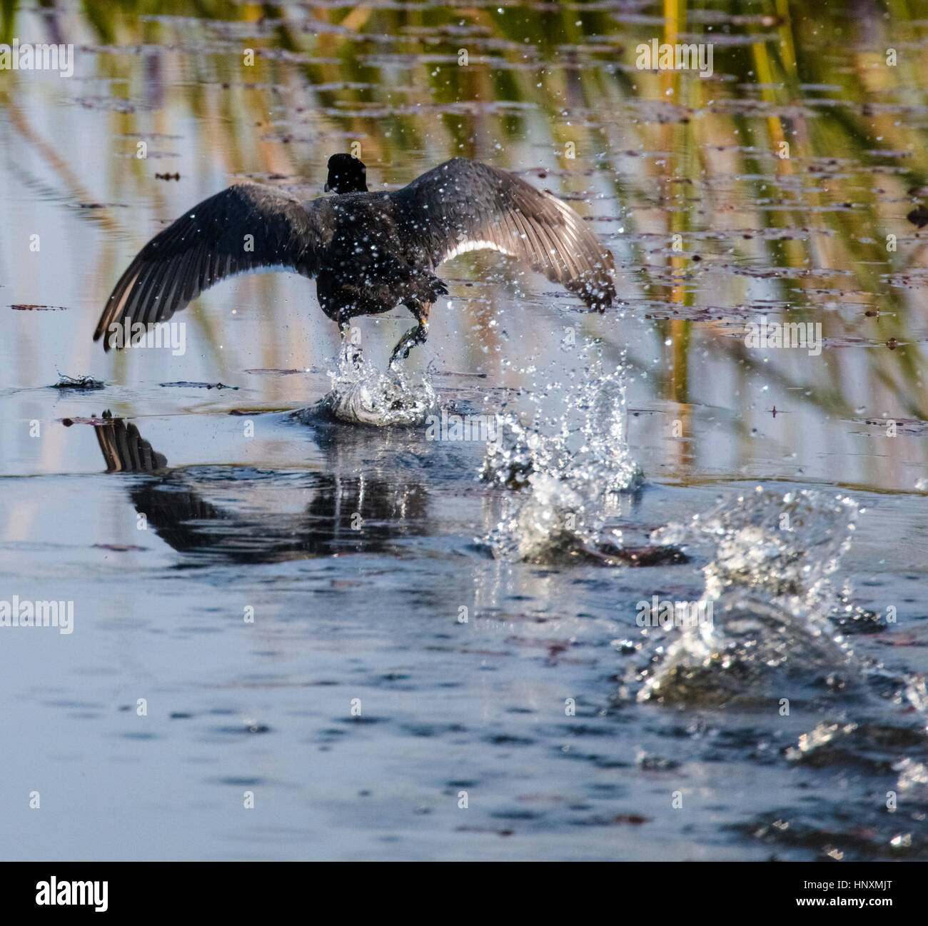 American Coot in tutta l'acqua prima di volare sul lago Okeechobee in Florida centrale Foto Stock