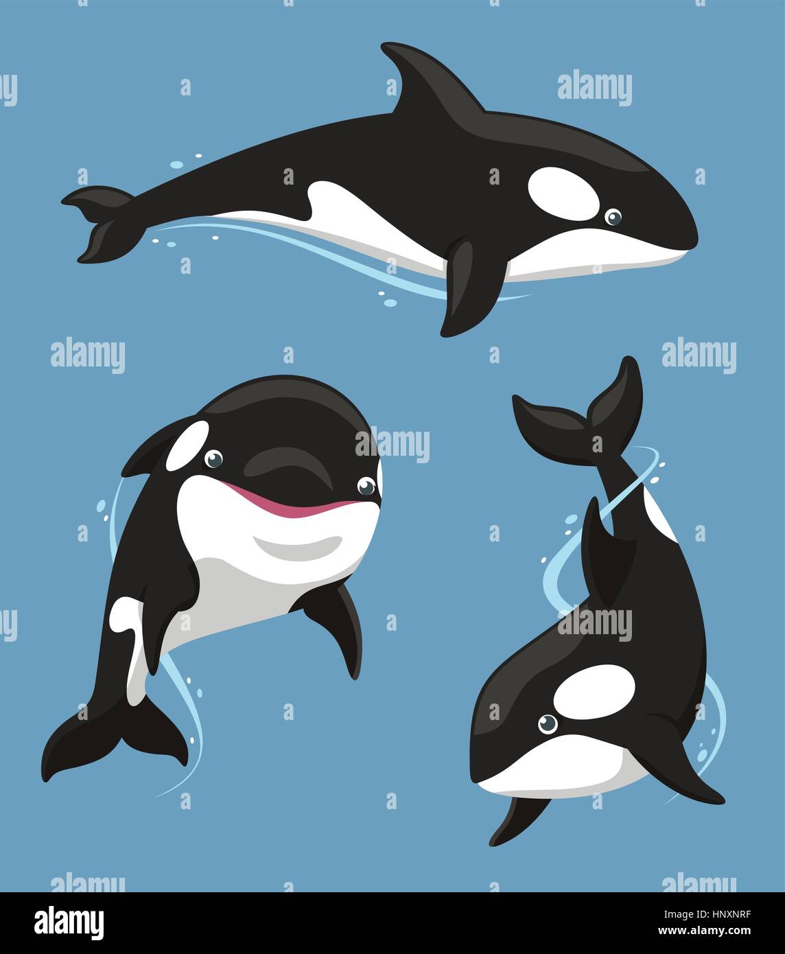 Killer Whale Aquatic mammifero carnivoro set, illustrazione vettoriale cartoon. Illustrazione Vettoriale
