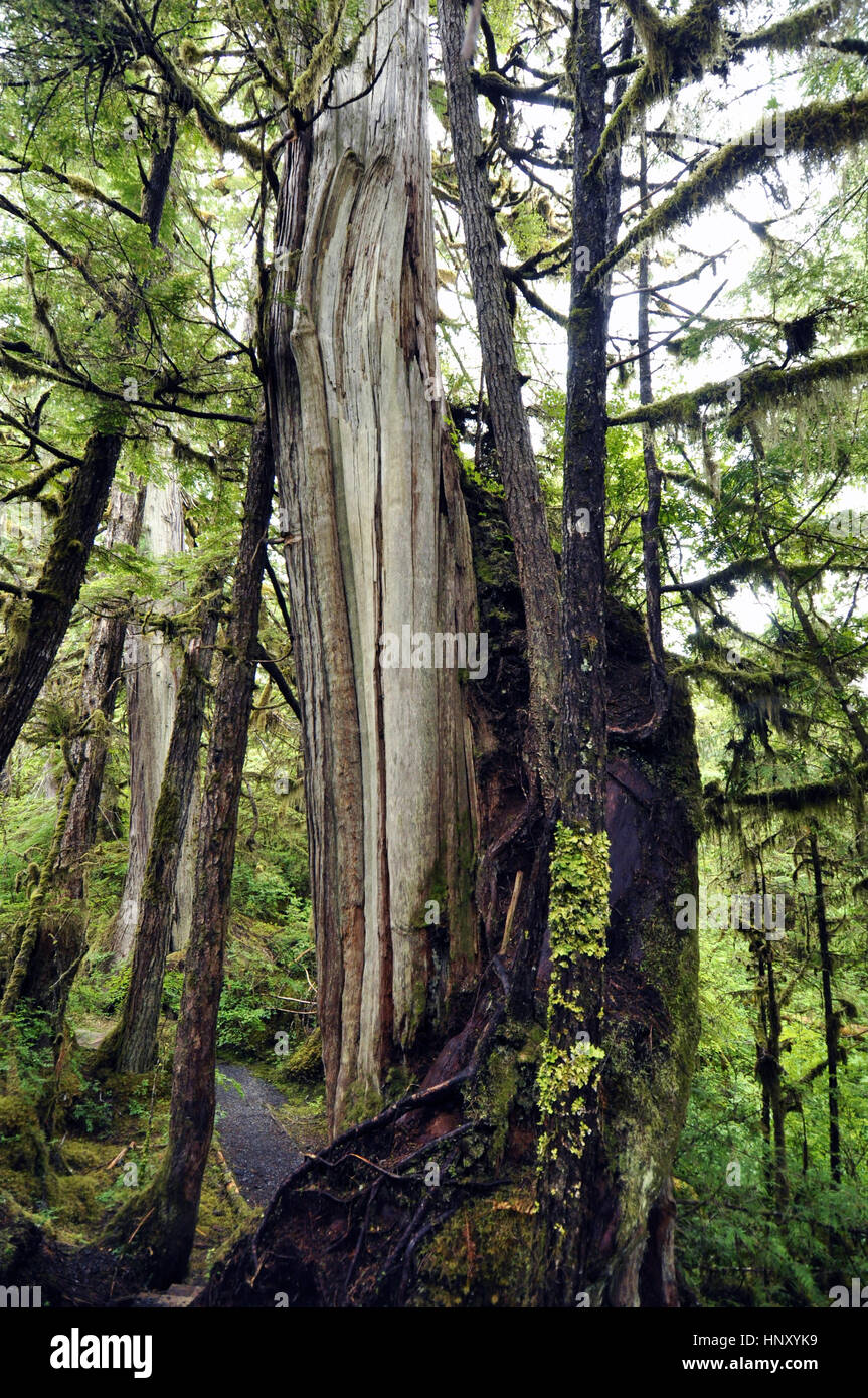 Grande albero nella tongass national forest vicino a ketchikan southeast Alaska, Stati Uniti d'America Foto Stock