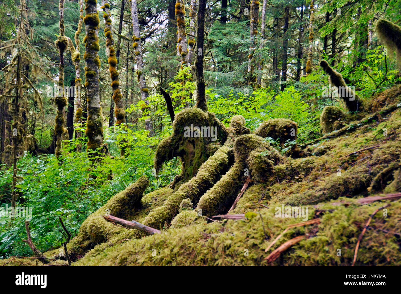 Visualizzazione di un paesaggio di sotheast Alaska, tongass national forest Foto Stock